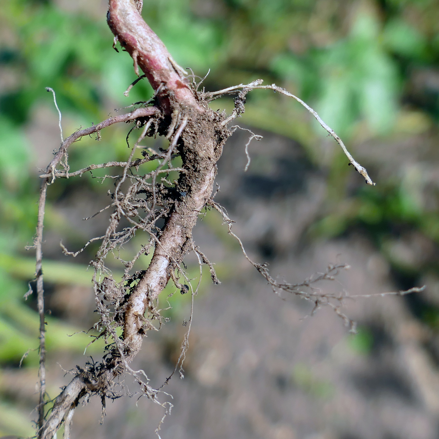 Image of Persicaria lapathifolia specimen.