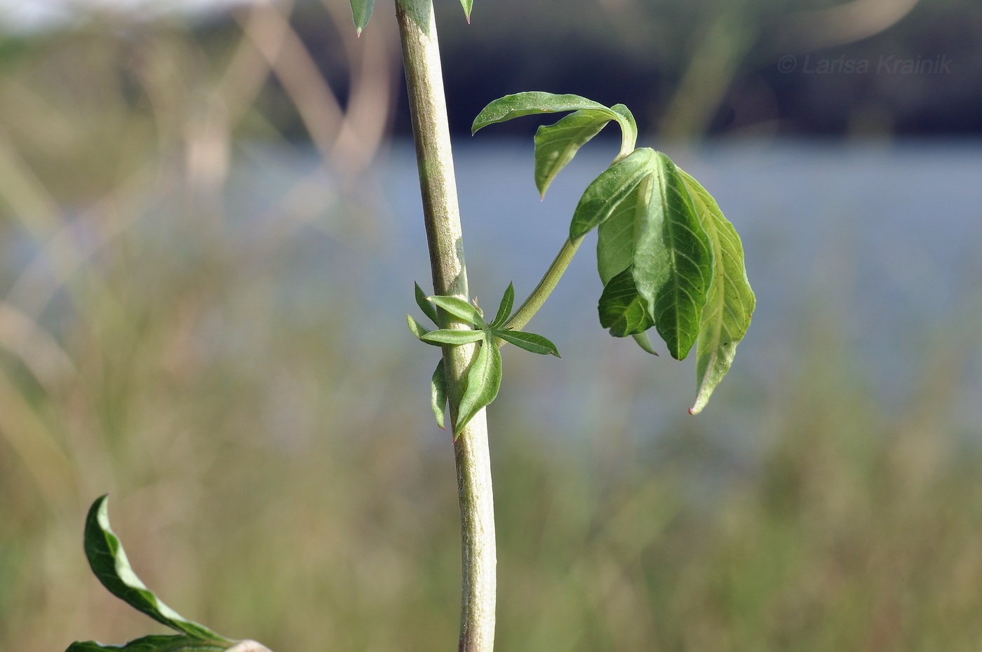 Image of Ipomoea cairica specimen.