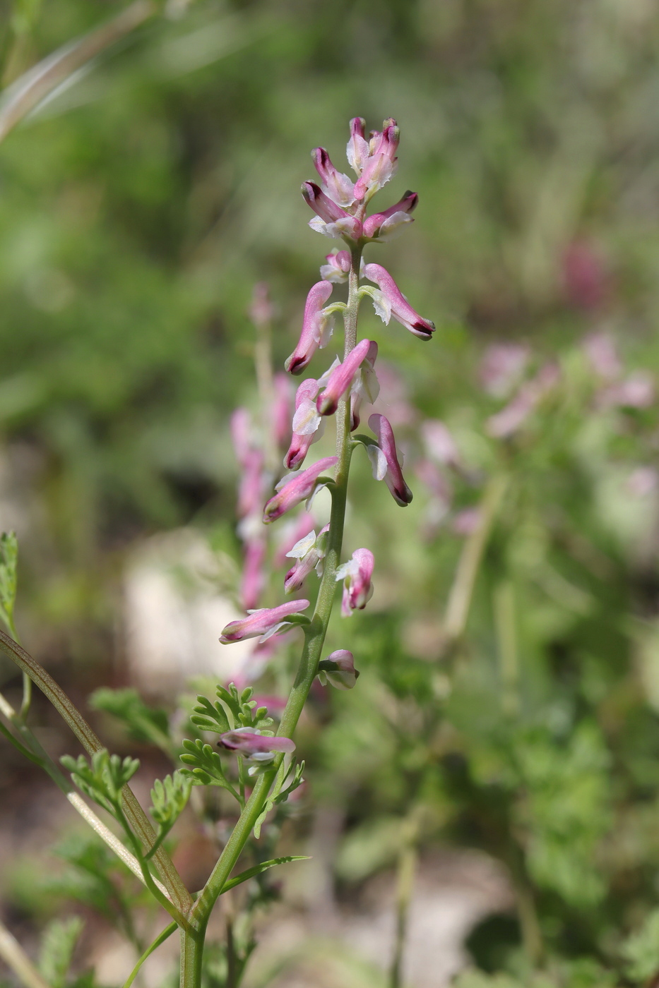 Изображение особи Fumaria kralikii.