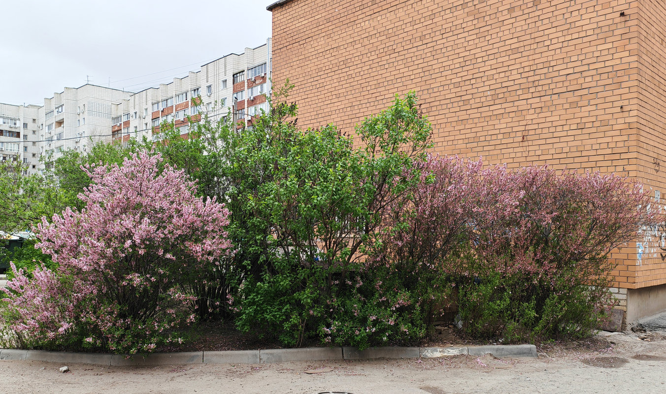 Image of Amygdalus nana specimen.