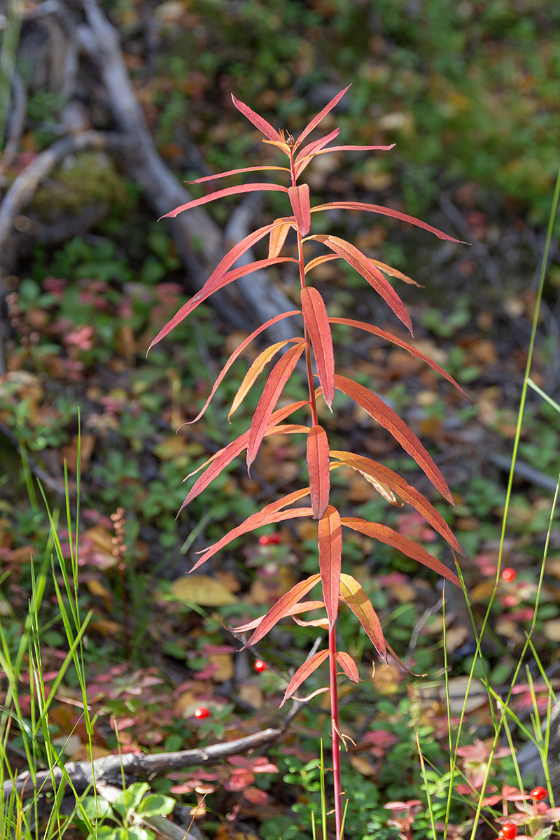 Image of Chamaenerion angustifolium specimen.