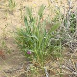 Eremopyrum distans. Цветущее растение в сообществе с Carex. Узбекистан, Каракалпакстан, Кйзкеткен, равнина. 30 апреля 2026 г.