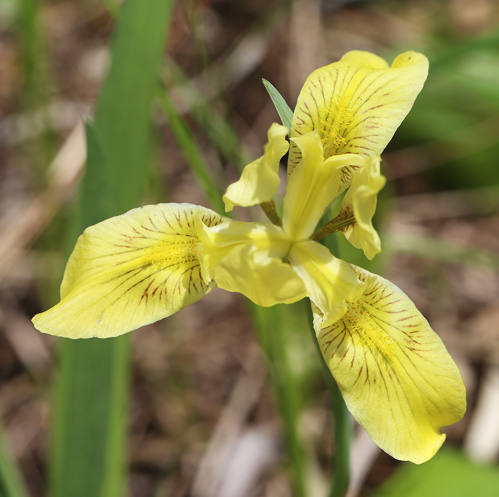 Image of Iris vorobievii specimen.