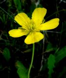 Ranunculus gramineus