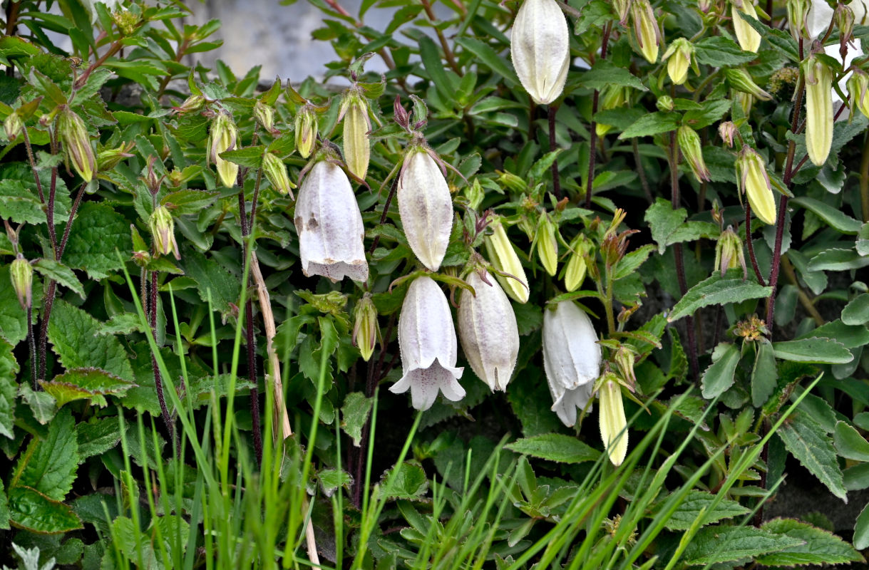 Image of Campanula punctata specimen.
