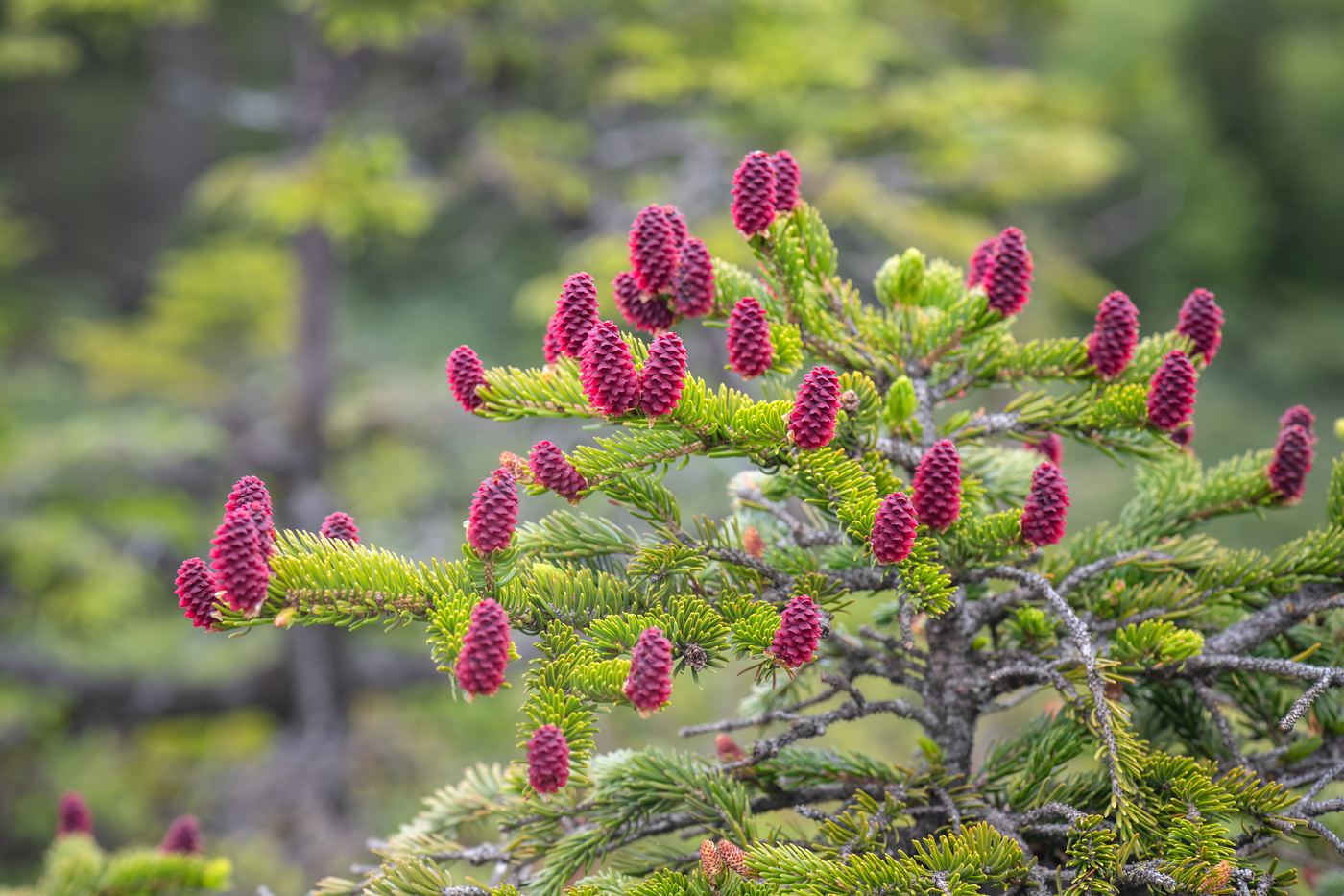 Image of Picea ajanensis specimen.