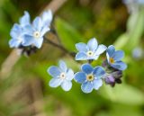 Myosotis sylvatica