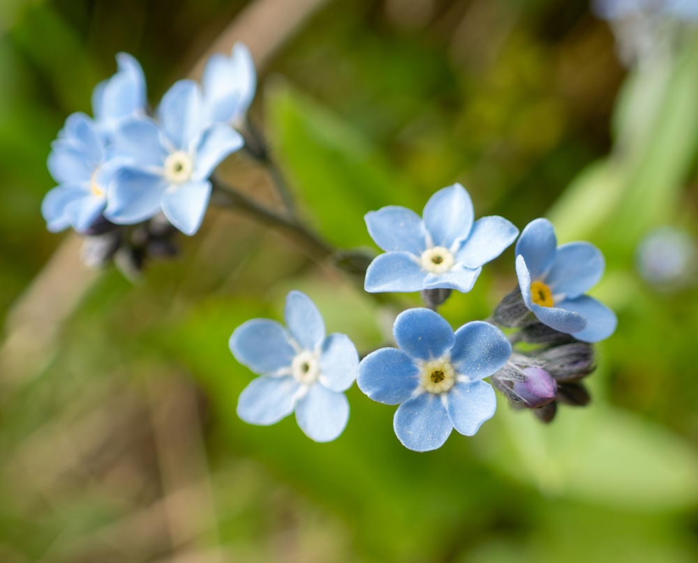 Image of Myosotis sylvatica specimen.