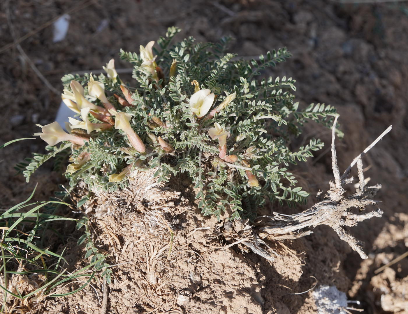 Изображение особи род Astragalus.
