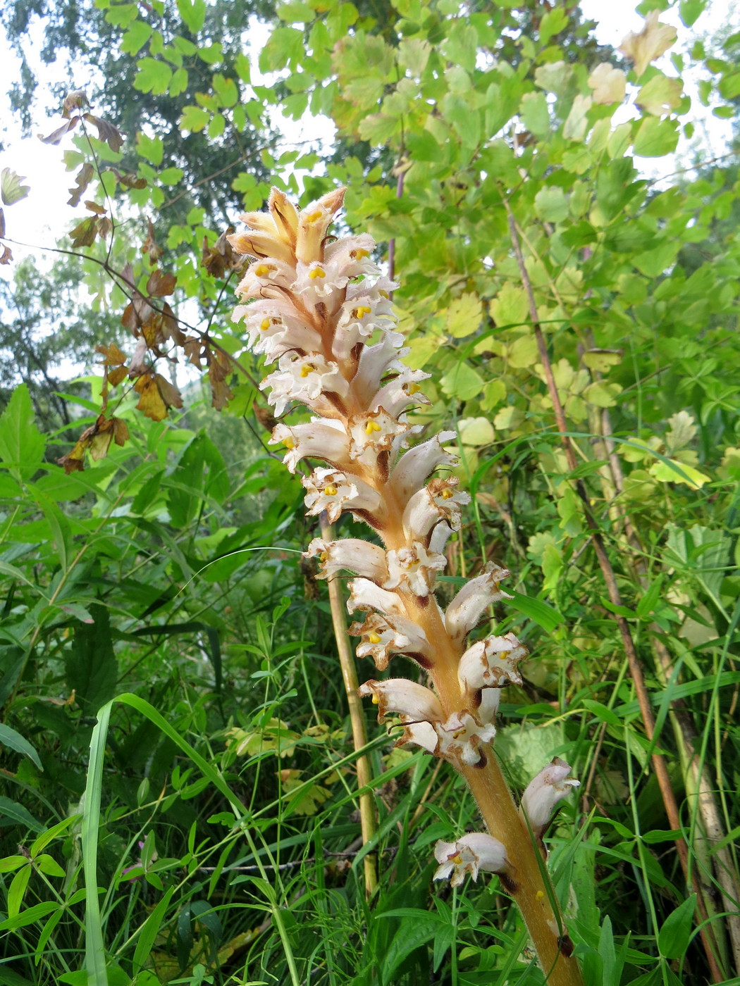Изображение особи Orobanche krylowii.