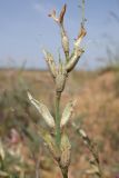 Image of taxon representative. Author is Александр Фатерыга