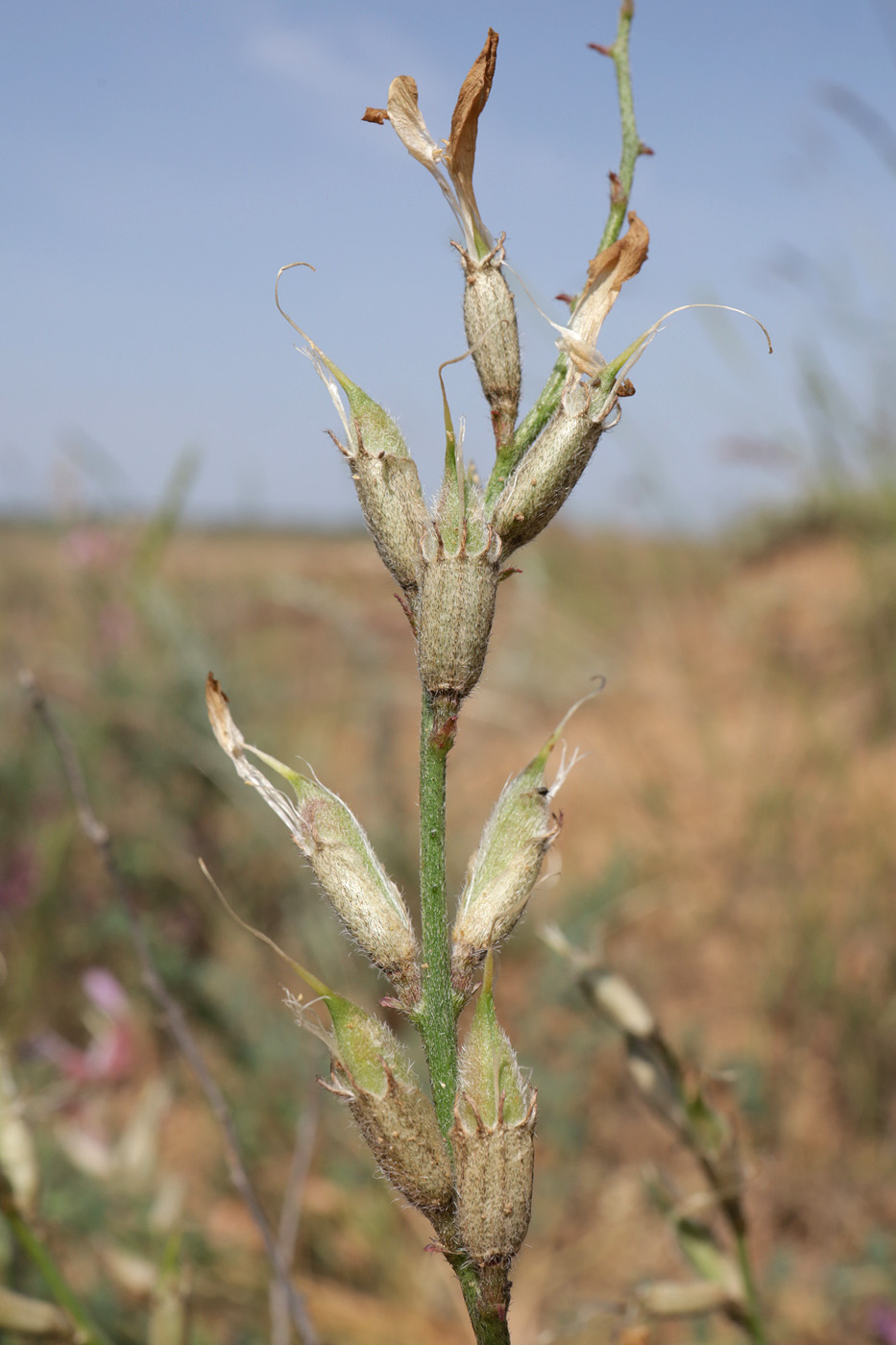 Image of Astragalus astrachanicus specimen.