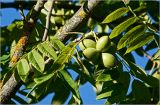 Juglans mandshurica. Соплодие с созревающими плодами. Московская обл., Раменский р-н, окр. дер. Хрипань, садовый участок. 17.07.2026.