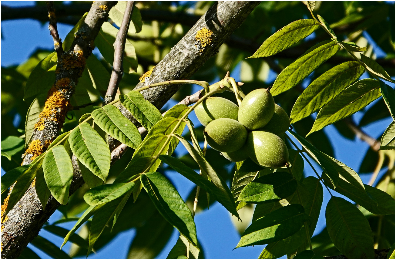 Image of Juglans mandshurica specimen.