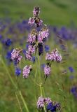 Salvia nutans