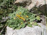 Inula rhizocephala. Цветущее растение. Таджикистан, Горно-Бадахшанская автономная обл., Шугнанский р-н, окр. кишлака Нимос, дол. р. Гунт, ≈ 2810 м н.у.м., каменистый луг на берегу ручья. 15 июля 2026 г.