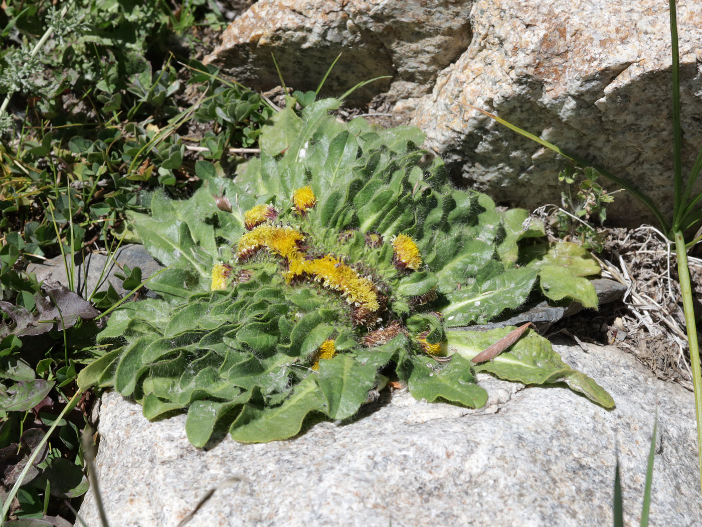 Image of Inula rhizocephala specimen.
