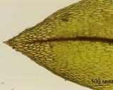 Image of taxon representative. Author is Денис Мирин