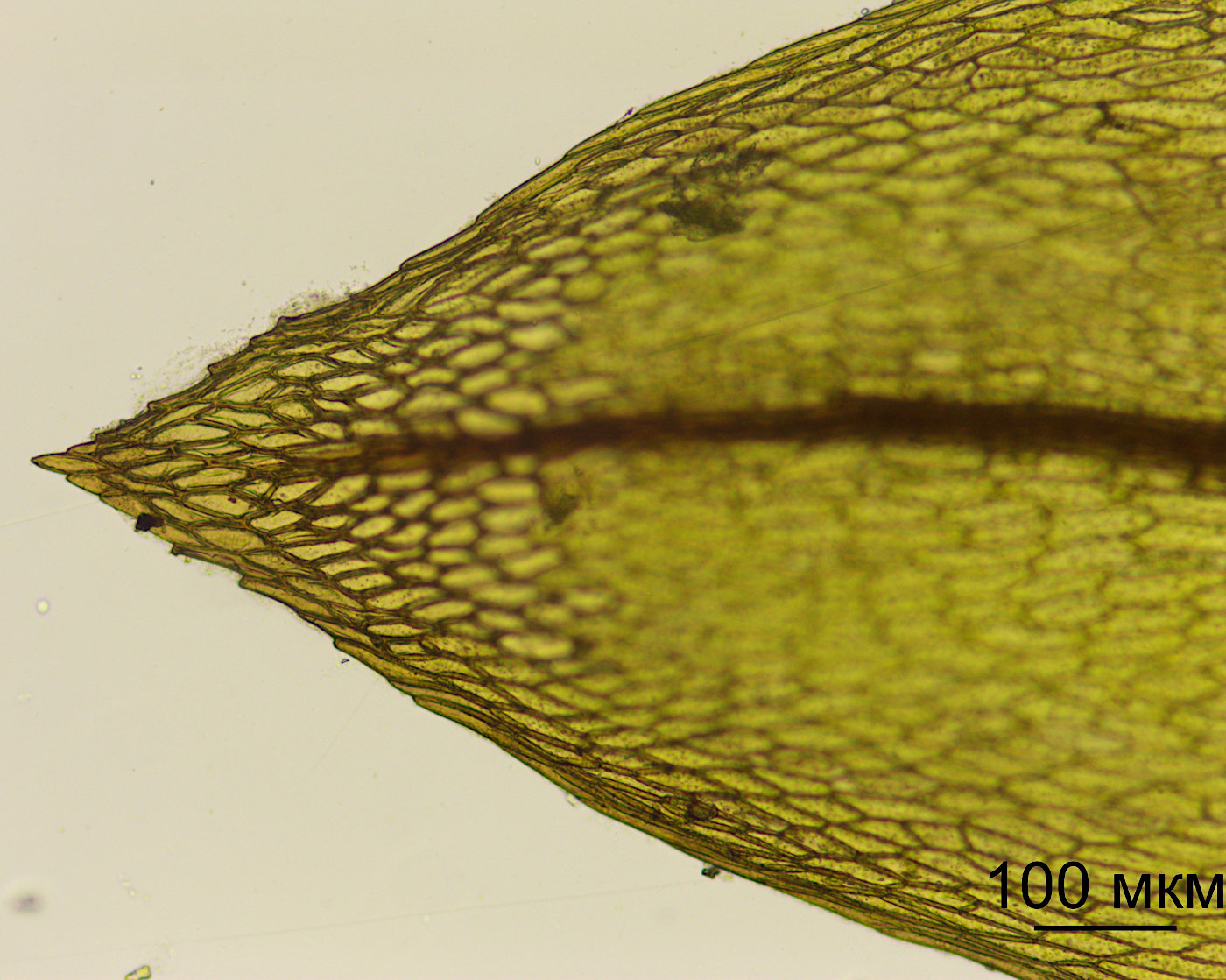 Image of Pohlia ludwigii specimen.