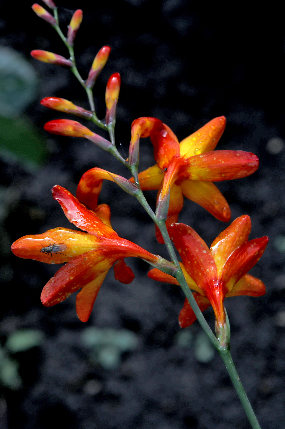 Image of Crocosmia × crocosmiiflora specimen.
