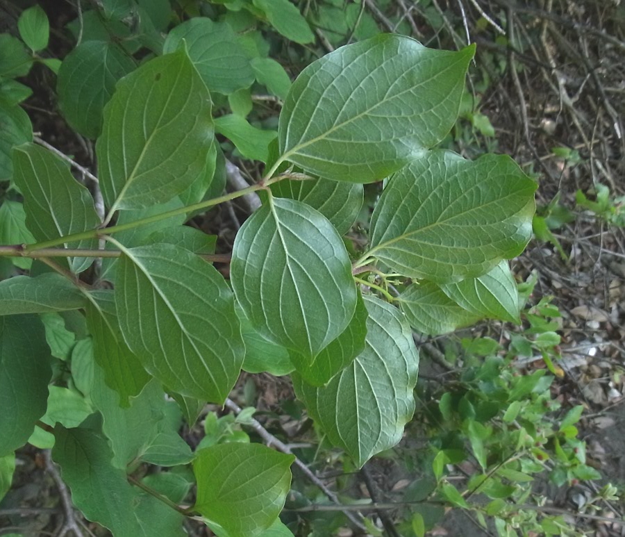 Image of genus Swida specimen.