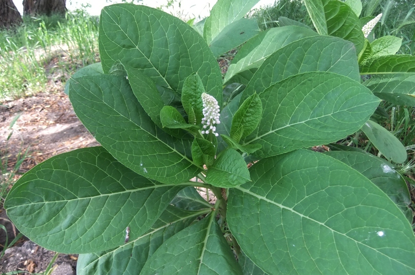 Изображение особи Phytolacca acinosa.