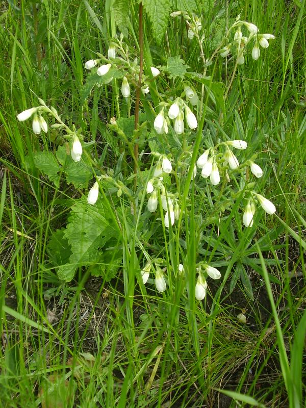 Image of Onosma simplicissima specimen.