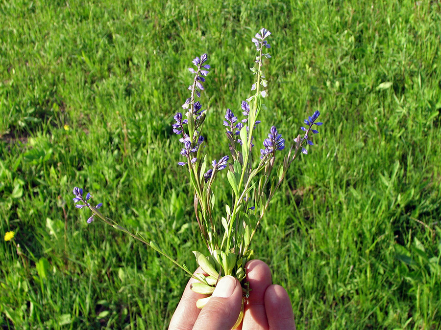 Image of Polygala amarella specimen.