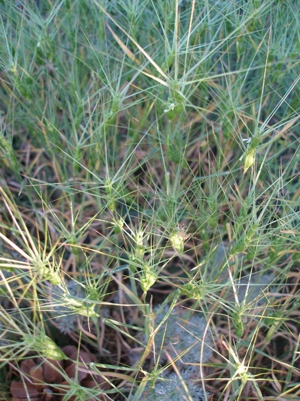 Image of Aegilops triuncialis specimen.