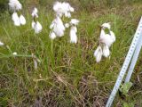 род Eriophorum