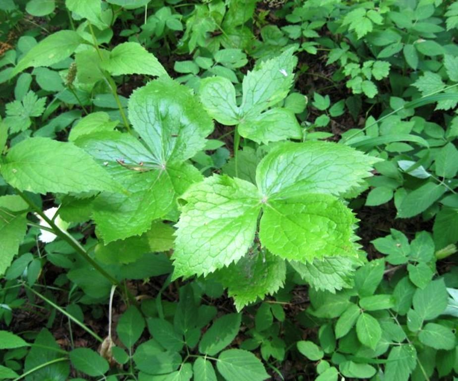 Изображение особи Sinopodophyllum hexandrum.