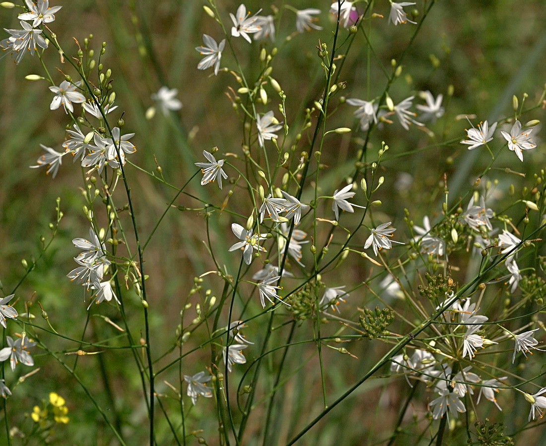 Изображение особи Anthericum ramosum.