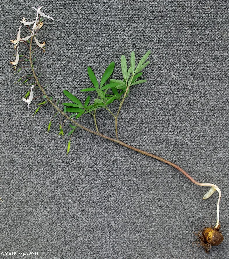 Image of Corydalis ruksansii specimen.