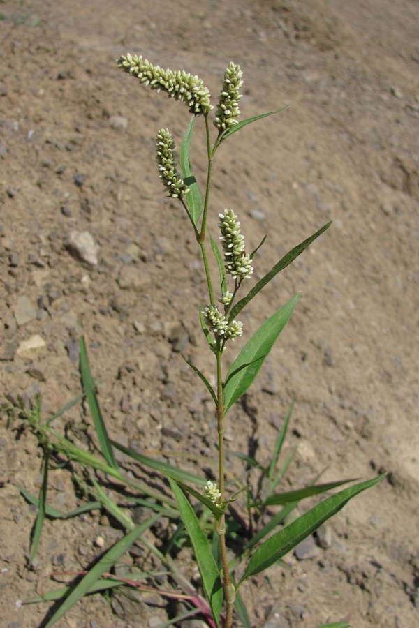 Image of Persicaria &times; hervieri specimen.