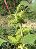 Xanthium orientale