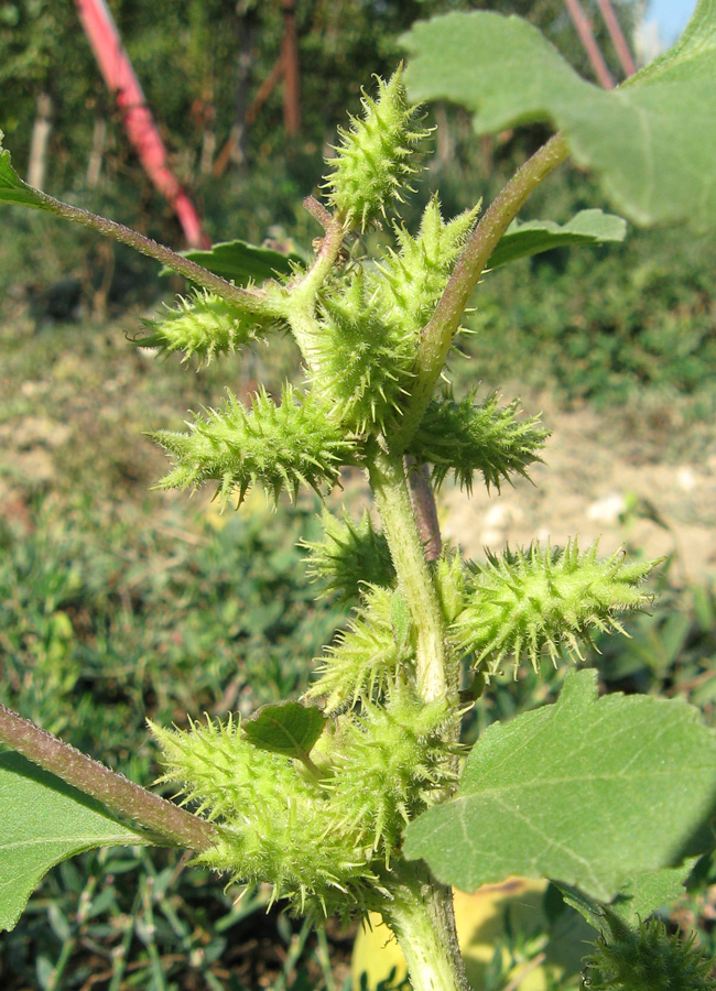 Image of Xanthium orientale specimen.