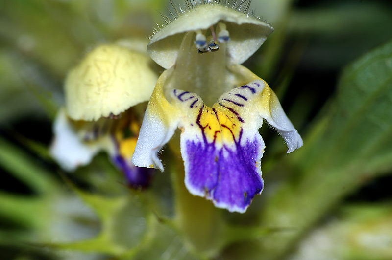 Image of Galeopsis speciosa specimen.