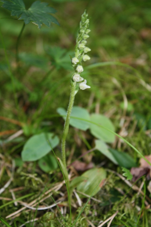 Изображение особи Goodyera repens.