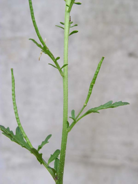 Image of Erucastrum gallicum specimen.