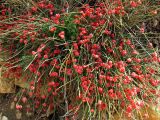 Ephedra distachya. Растение с шишкоягодами. Крым, Севастополь, Фиолент, возле мыса Лермонтова. 7 августа 2010 г.