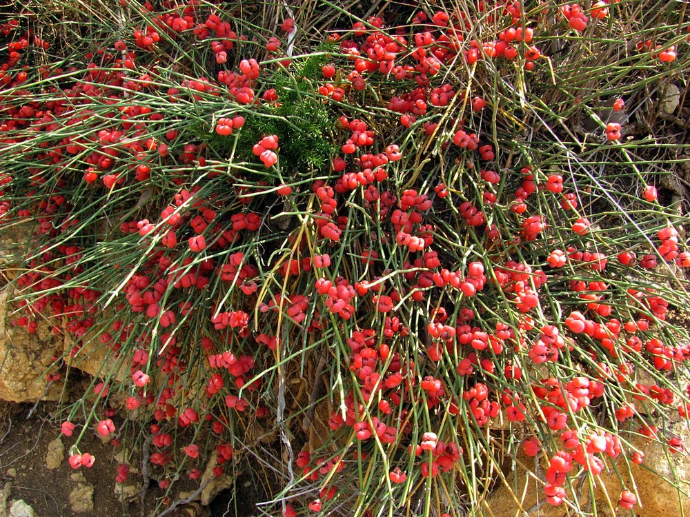 Image of Ephedra distachya specimen.