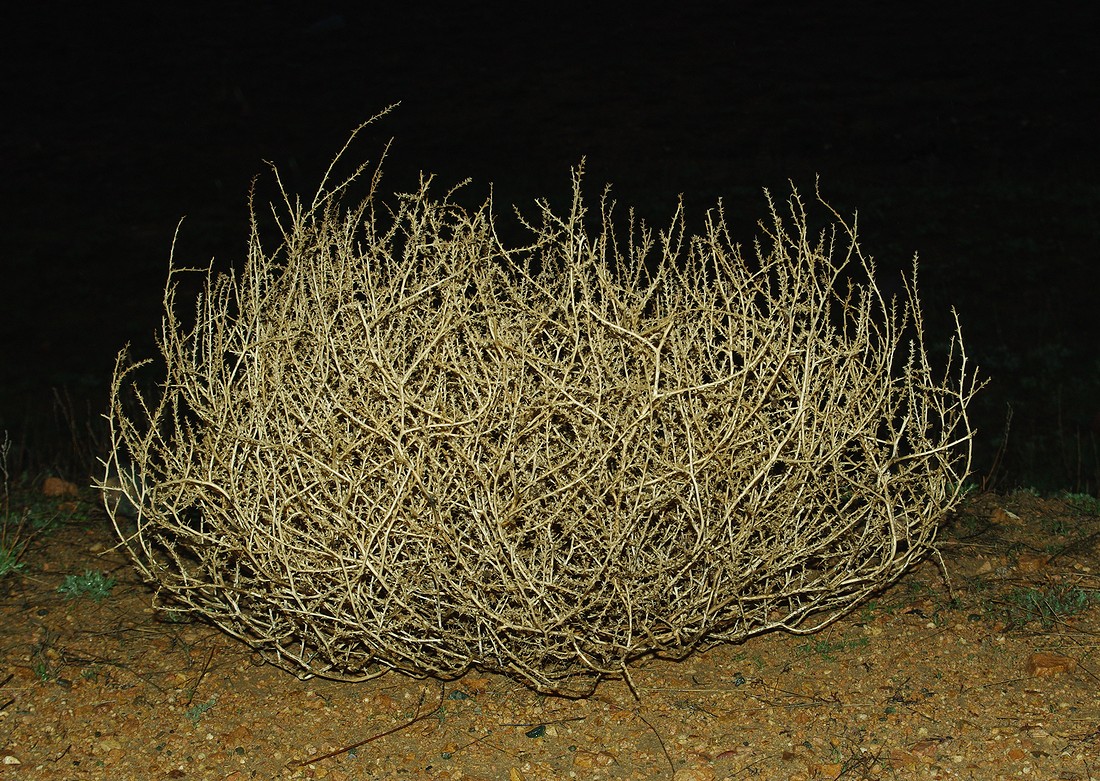 Image of familia Chenopodiaceae specimen.