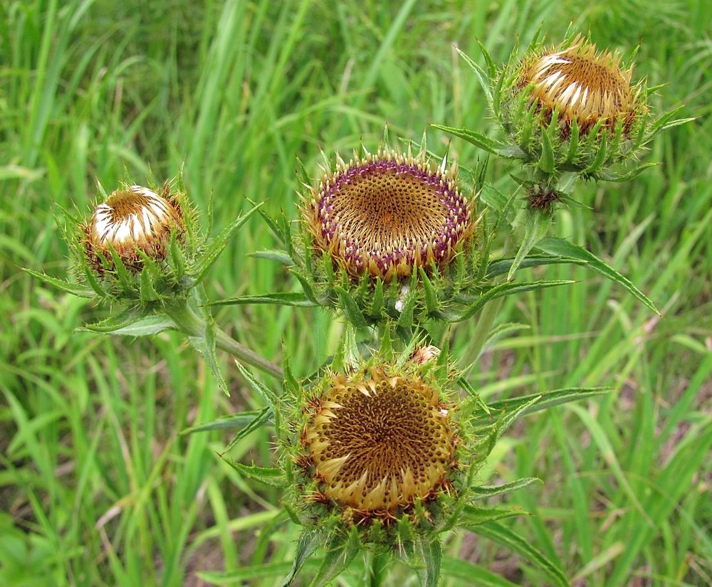 Image of Carlina biebersteinii specimen.