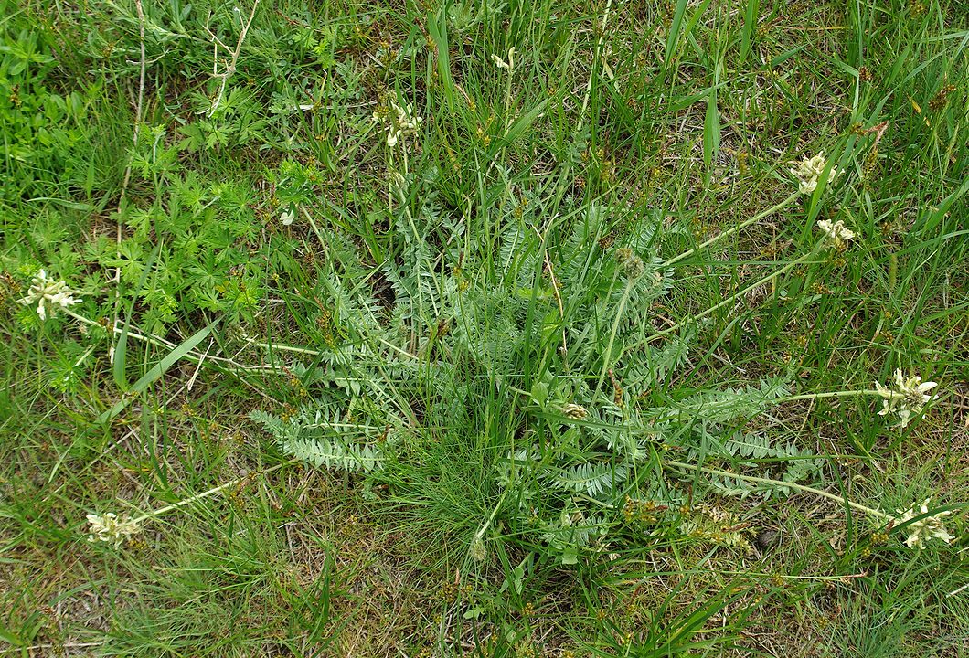 Image of Oxytropis ochroleuca specimen.