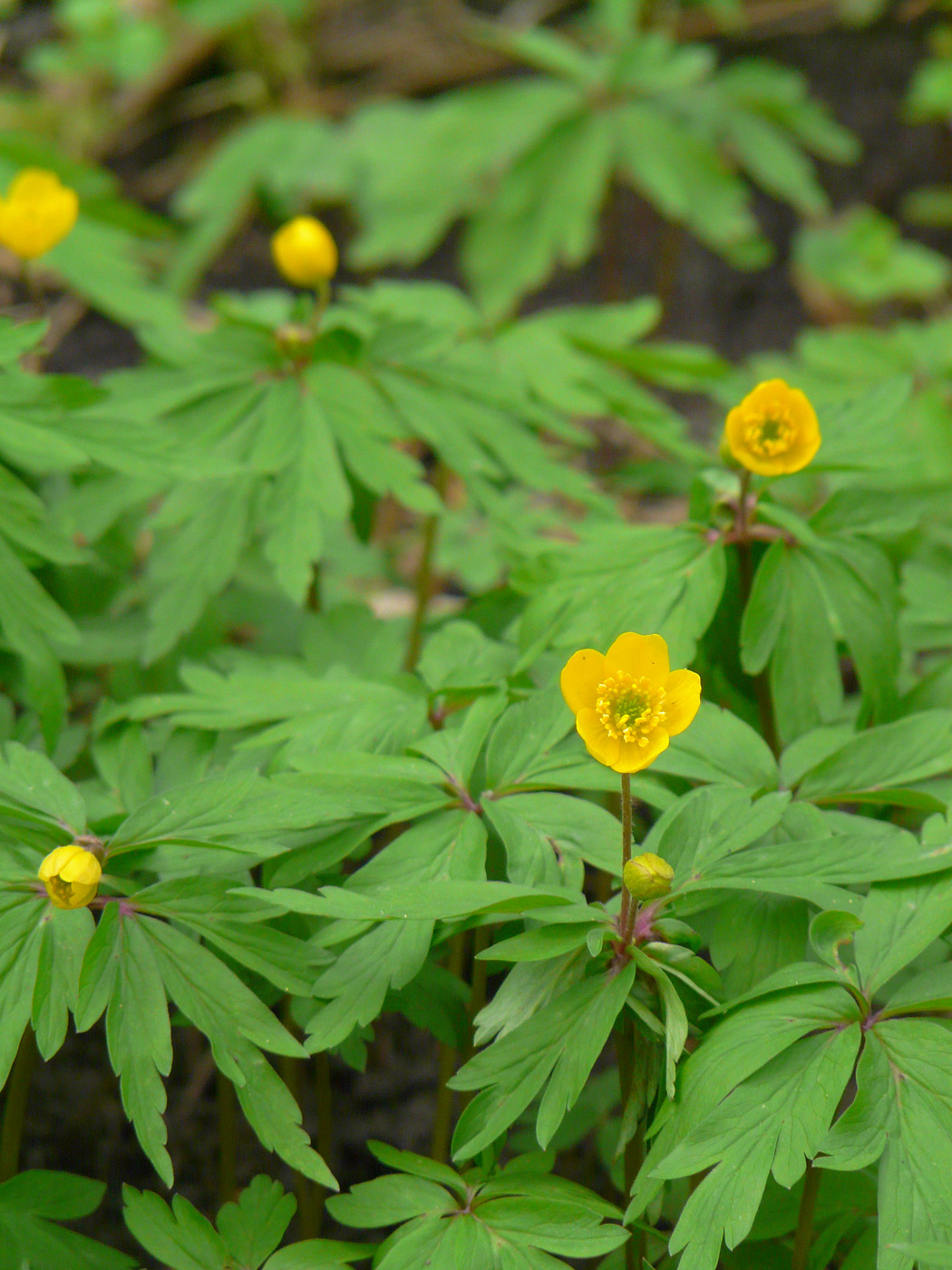 Image of Anemone ranunculoides specimen.