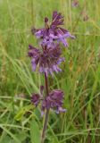 Salvia verticillata. Соцветие. Словакия, Кошицкий край, район Рожнява. 31.07.2011.