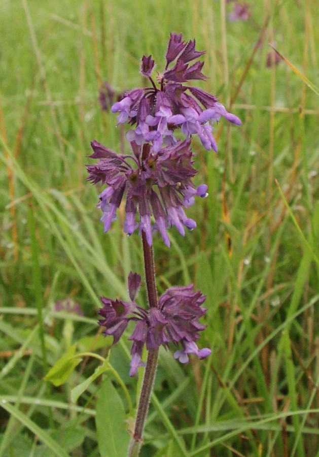 Изображение особи Salvia verticillata.