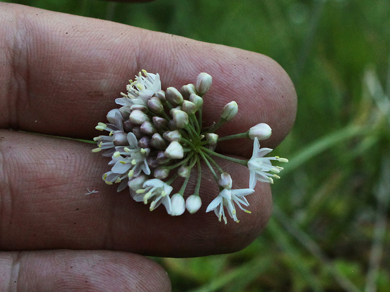 Изображение особи Allium denudatum.