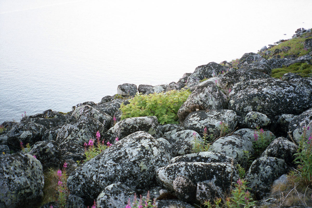 Image of Sorbus aucuparia ssp. glabrata specimen.