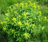 Euphorbia semivillosa
